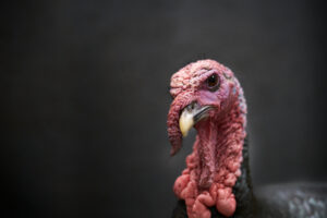 The price of a fresh turkey centrepiece for Christmas dinner has increased by as much as 45% because of shortages caused by the bird flu outbreak, which has wiped out 1.6 million of the birds in the UK.