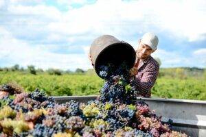 Many English winemakers say they are expecting to harvest their biggest ever crop over the next few weeks as a combination of favourable weather conditions and expansion boosts production.